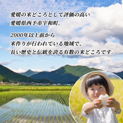 新米<令和7年産 愛媛県西予市産 コシヒカリ 5kg > こしひかり 国産 KAZUファーム