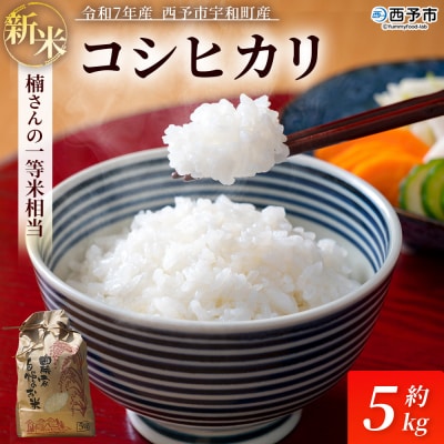 新米　令和7年産　西予市宇和町産　白米　精米　楠さんの一等米相当コシヒカリ5kg