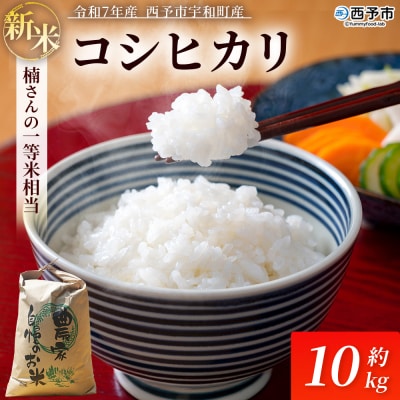新米　令和7年産　西予市宇和町産　白米　精米　楠さんの一等米相当コシヒカリ10kg