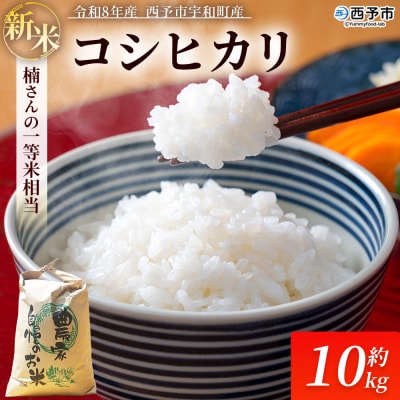 新米　令和8年産　西予市宇和町産　白米　精米　楠さんの一等米相当コシヒカリ10kg