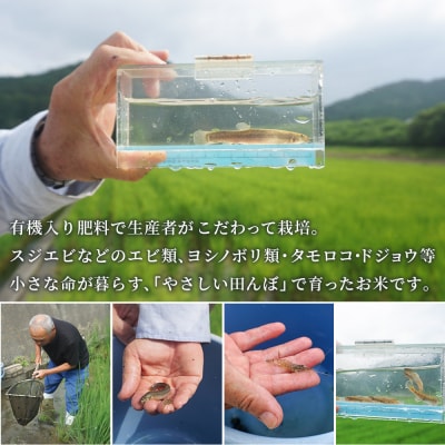 新米 <令和7年産 コシヒカリ 約5kg  3回定期便 楠さんの一等米相当