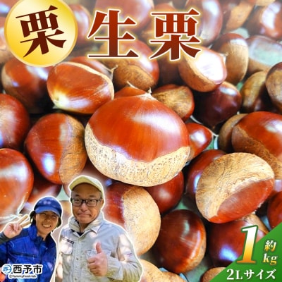 <奥伊予の栗サイズ 大粒 大きい 甘い 生栗 和栗 マロン くり 城川ファクトリー >