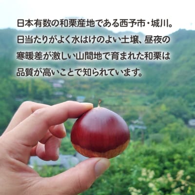 <奥伊予の栗サイズ 大粒 大きい 甘い 生栗 和栗 マロン くり 城川ファクトリー >