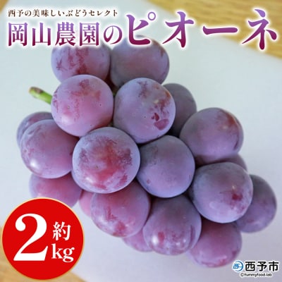 西予の美味しいぶどうおまかせセット ピオーネ約2㎏(岡山農園)