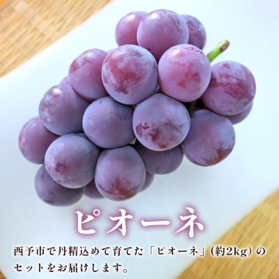 西予の美味しいぶどうおまかせセット ピオーネ約2㎏(岡山農園)