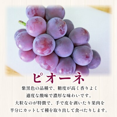 西予の美味しいぶどうおまかせセット ピオーネ約2㎏(岡山農園)