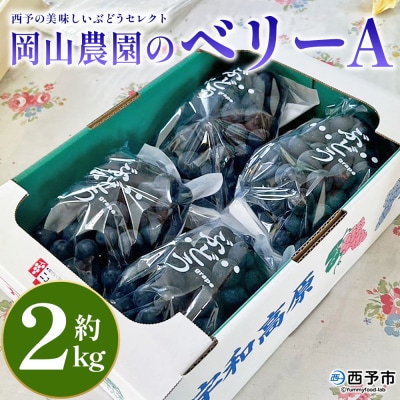 西予の美味しいぶどうおまかせセット ベリーA約2㎏(岡山農園)