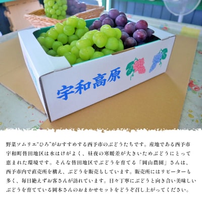 西予の美味しいぶどうおまかせセット ベリーA約2㎏(岡山農園)