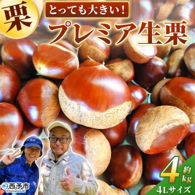 とっても大きい!プレミア生栗 4Lサイズ 約4kg 大きい 甘い国産 産地直送 城川ファクトリー