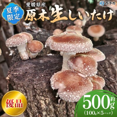 <夏季限定 原木生しいたけ(優品) 100g×5パック> 合計500g 数量限定 期間限定 