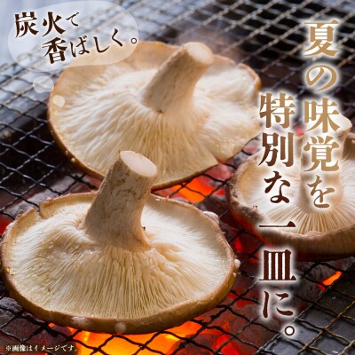 <夏季限定 原木生しいたけ(優品) 100g×5パック> 合計500g 数量限定 期間限定 