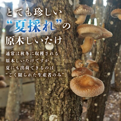 <夏季限定 原木生しいたけ(優品) 100g×5パック> 合計500g 数量限定 期間限定 