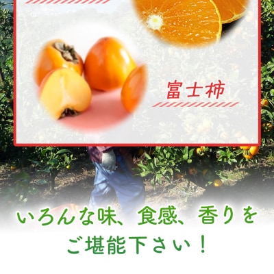 旬の柑橘詰め合わせセット(晩生みかん、愛媛まどんな、富士柿)宇都宮物産　3種×各2kg 合計6kg