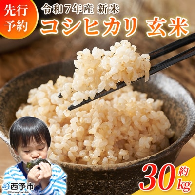 新米<令和7年産 コシヒカリ 玄米 30kg> 国産 R7 米 宇和米 げんまい お米 銘柄米