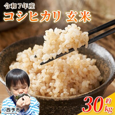 <令和7年産 コシヒカリ 玄米 30kg> 国産 R7 米 宇和米 げんまい お米 銘柄米