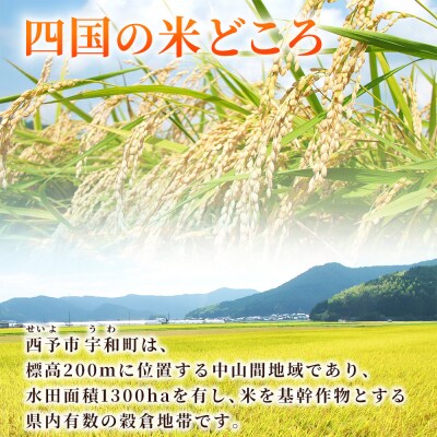 <令和7年産 コシヒカリ 玄米 30kg> 国産 R7 米 宇和米 げんまい お米 銘柄米