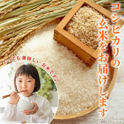 新米<令和7年産 コシヒカリ 玄米 30kg> 国産 R7 米 宇和米 げんまい お米 銘柄米