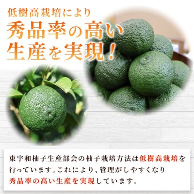 <青柚子 秀 (28～32個入り) 約2kg> 国産 青 柚子 ゆず ユズ 柑橘 かんきつ 低樹高栽