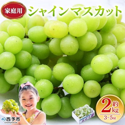 <シャインマスカット 家庭用 約2kg> 果物 くだもの フルーツ ぶどう 葡萄 ブドウ シャインマ
