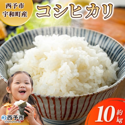 新米<令和7年産 コシヒカリ約10kg 西予市宇和町産> こしひかり 天川農園