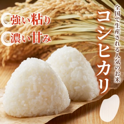 新米<令和7年産 コシヒカリ約10kg 西予市宇和町産> こしひかり 天川農園