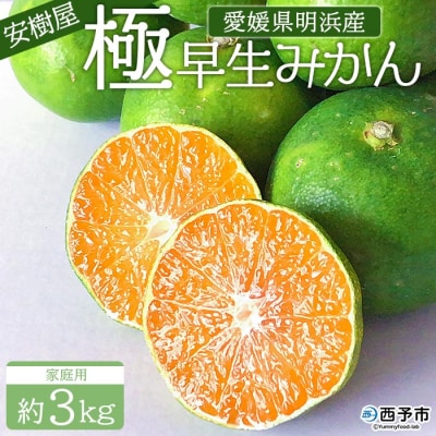 <安樹屋 愛媛県明浜産 極早生みかん 約3kg(家庭用)>  内容量 柑橘 みかん 