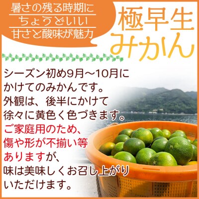 <安樹屋 愛媛県明浜産 極早生みかん 約3kg(家庭用)>  内容量 柑橘 みかん 