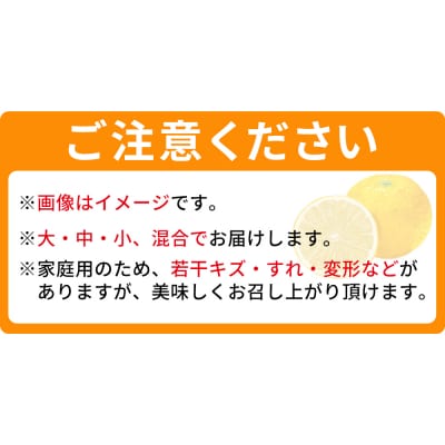 <西予の美味しい柑橘セレクト(ご家庭用)>2月発送 果物 くだもの