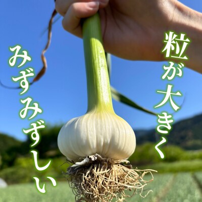 <西予市産 朝霧にんにく(乾燥小袋)65袋 内容量 国産 ニンニク ノムランド