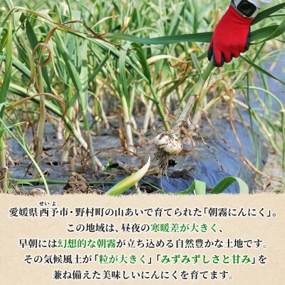 <西予市産 朝霧にんにく(乾燥小袋)65袋 内容量 国産 ニンニク ノムランド