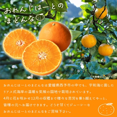 先行予約 紅まどんなと同品種!<まどんな 家庭用 約2kg> 柑橘 みかん ミカン 蜜柑 果物 フル