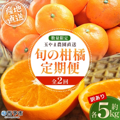 <訳あり 旬の柑橘定期便 2回(温州みかん 約5kg・せとか 約5kg)> 数量限定 産地直送 自宅