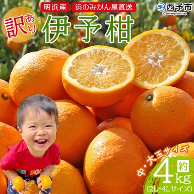 <訳あり 伊予柑 約4kg 浜のみかん屋 直送> 小 中 大玉 家庭用 果物　おいしい