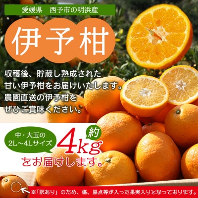 <訳あり 伊予柑 約4kg 浜のみかん屋 直送> 中 大玉 家庭用 果物　おいしい