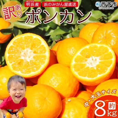 浜のみかん屋直送 ポンカン　訳あり　8キロ　中・大玉(L～3L)