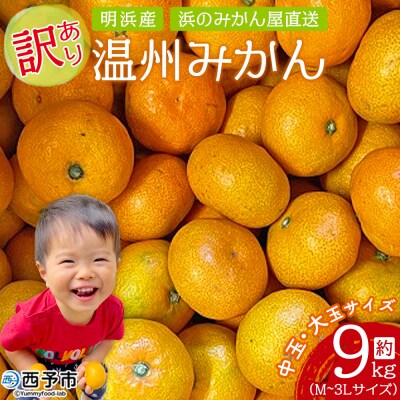 浜のみかん屋直送 温州みかん　訳あり　9キロ　中・大玉(M～3L)