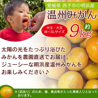 浜のみかん屋直送 温州みかん　訳あり　9キロ　中・大玉(M～3L)