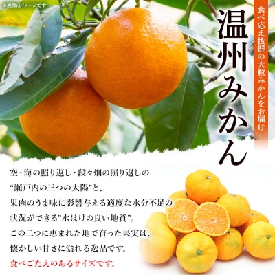 <愛媛県西予市産 大粒みかん 約4kg> 果物 くだもの フルーツ 柑橘