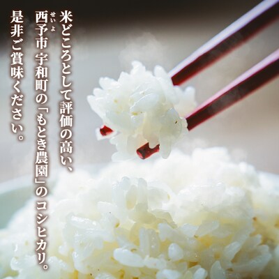 【先行受付】新米<令和8年産 愛媛県西予市産 コシヒカリ 5kg  3回 定期便 もとき農園>