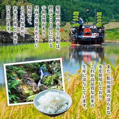 【先行受付】新米<令和8年産 愛媛県西予市産 コシヒカリ 10kg  3回 定期便>もとき農園