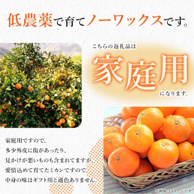 <愛媛みかん 家庭用(不揃い)約5kg> 果物 フルーツ 温州みかん うんしゅうみかん