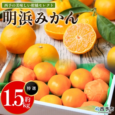 <西予の美味しい柑橘セレクト1.5kg(特選)> 果物 くだもの フルーツ 蜜柑 みかん ミカン 