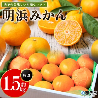 <西予の美味しい柑橘セレクト1.5kg(特選)> 果物 くだもの フルーツ 蜜柑 みかん 愛媛