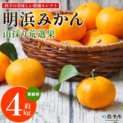 <西予の美味しい柑橘セレクト(ご家庭用)> 明浜みかん 山採り 荒選果 約4kg