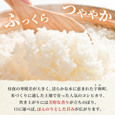 <令和7年産 コシヒカリ 5kg>国産 白米 精米 5キロ 愛媛県産 宇和町産 宇和米 