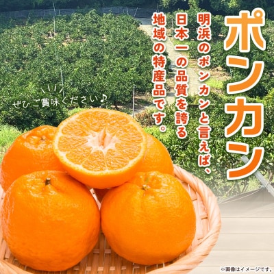 先行予約<明浜産 ポンカン M～2Lサイズ 約4kg 贈答用> 果物 俵津農地ヘルパー組合