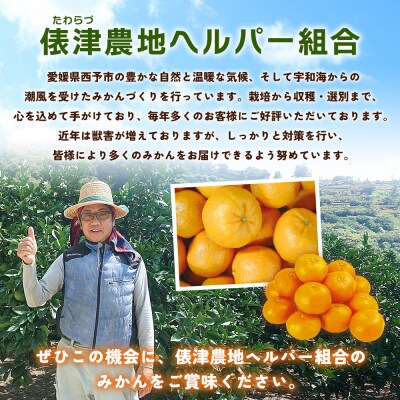 先行予約<明浜産 訳あり みかん 約5kg> 果物 俵津農地ヘルパー組合 