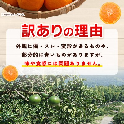 先行予約<明浜産 訳あり みかん 約5kg> 果物 俵津農地ヘルパー組合 