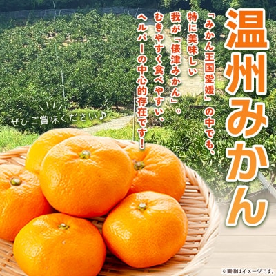 先行予約<明浜産 温州みかん S～Lサイズ 約5kg 贈答用> 果物 くだもの俵津農地ヘルパー組合