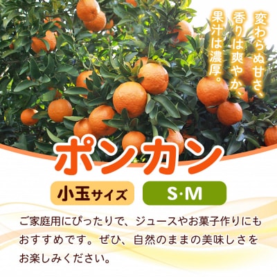 fululy直送 ポンカン 訳あり 約3kg  ワケアリ  小玉 